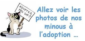 ADOPTION - DIAPO