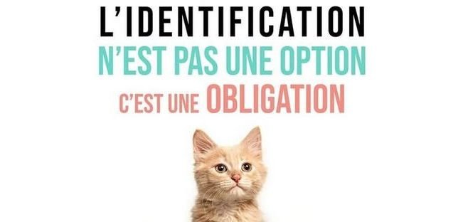 Les bienfaits de la stérilisation - 04